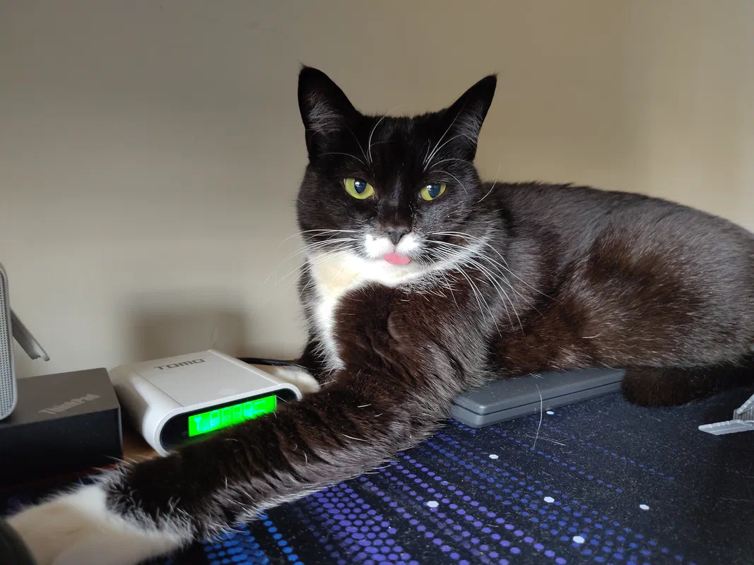Cat picture of the day