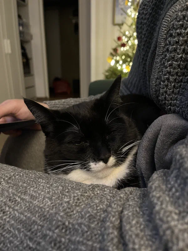 Cat picture of the day