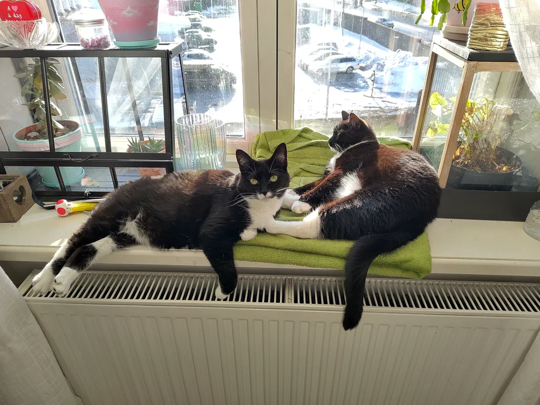 Cat picture of the day