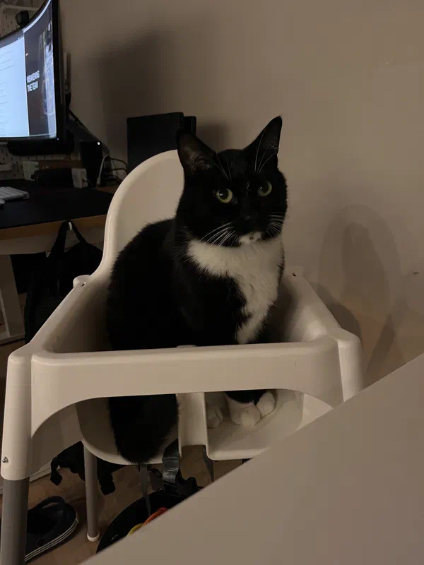 Cat picture of the day