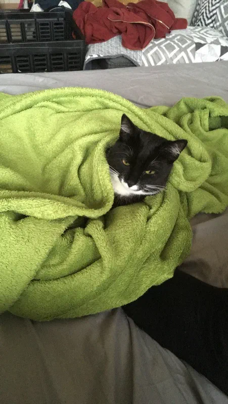 Cat picture of the day