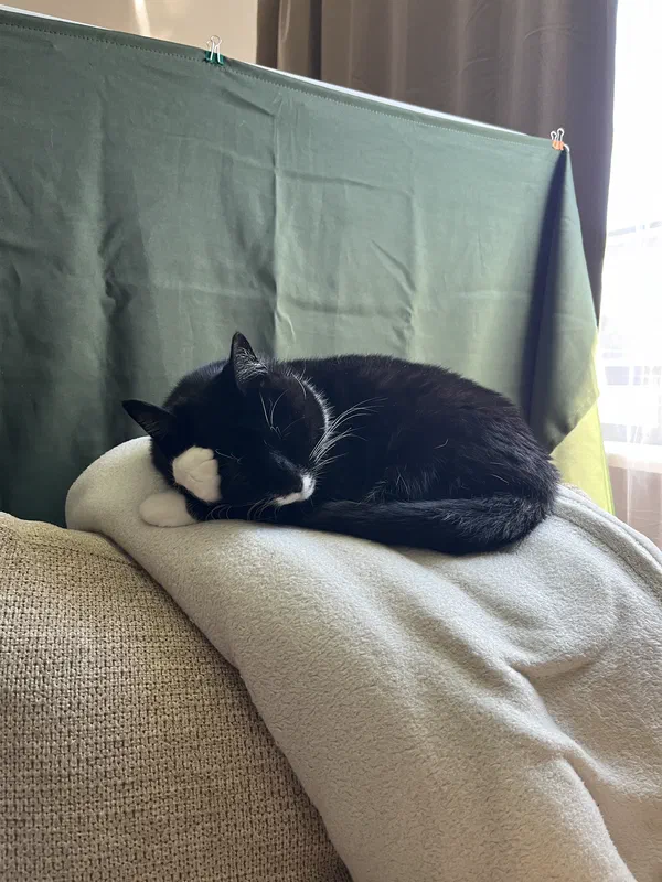 Cat picture of the day