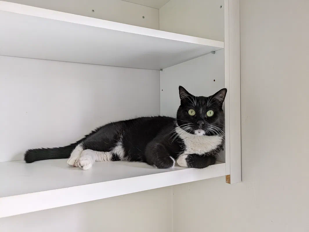 Cat picture of the day