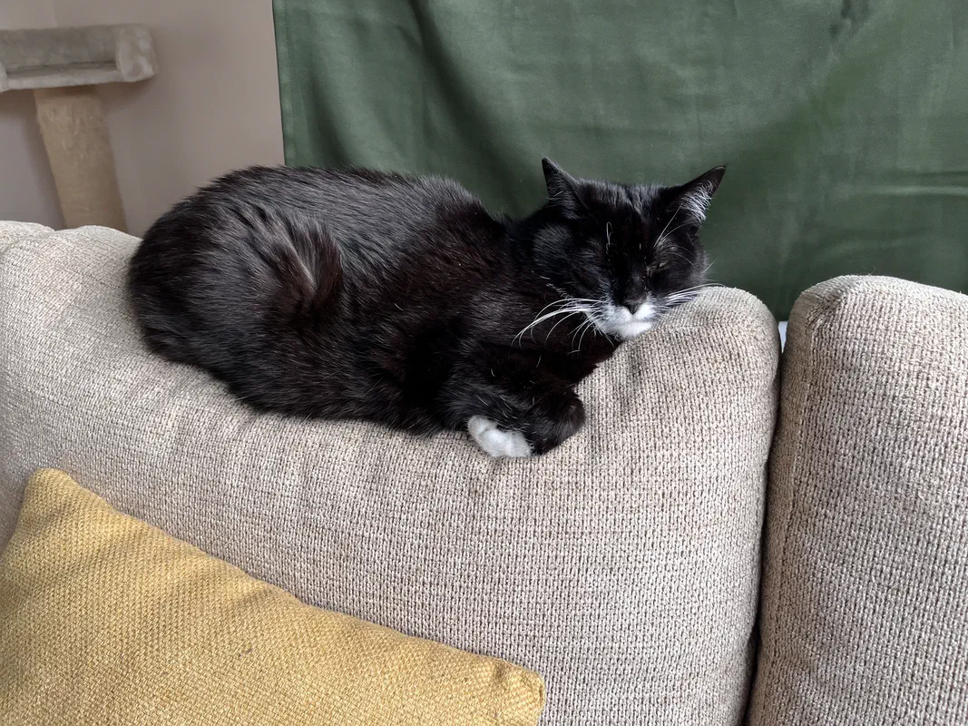 Cat picture of the day