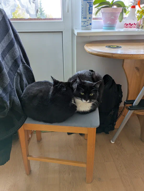 Cat picture of the day