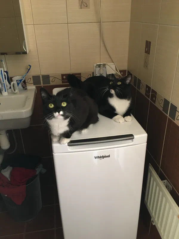 Cat picture of the day