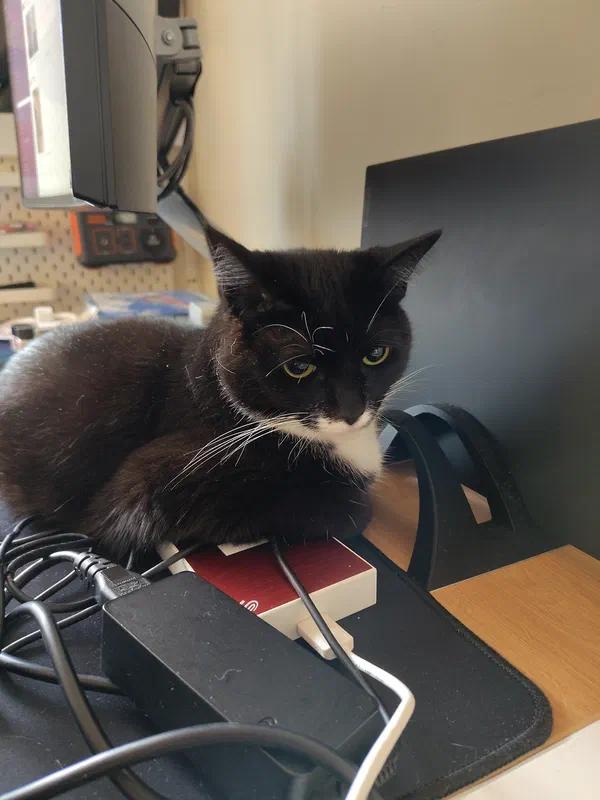Cat picture of the day
