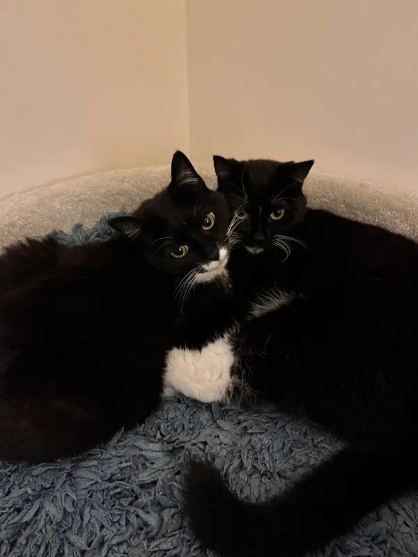 Cat picture of the day