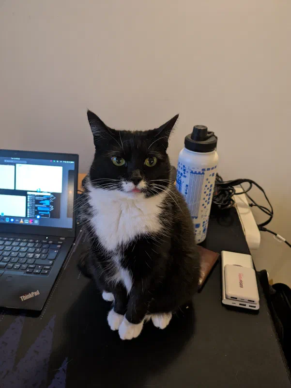 Cat picture of the day