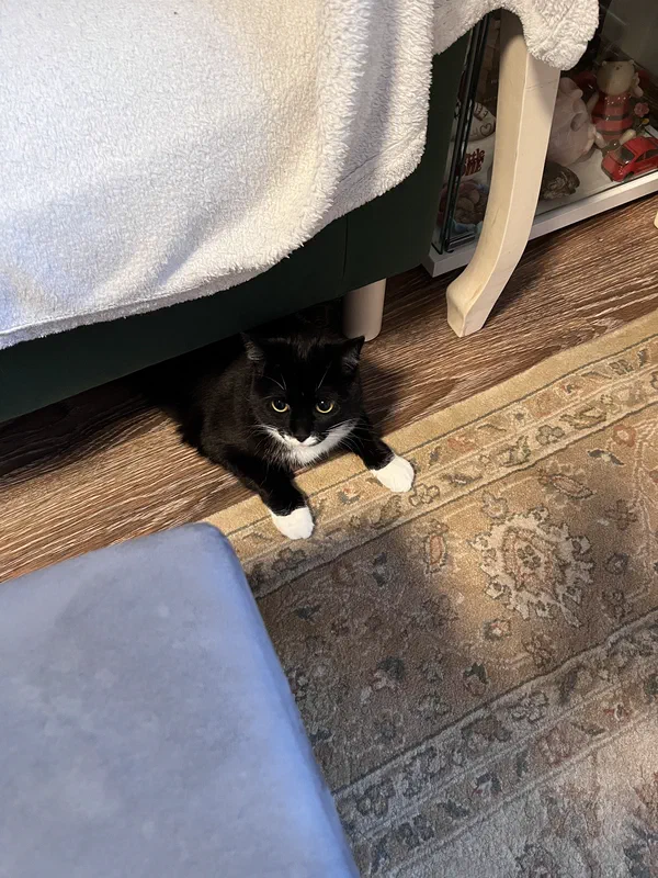 Cat picture of the day