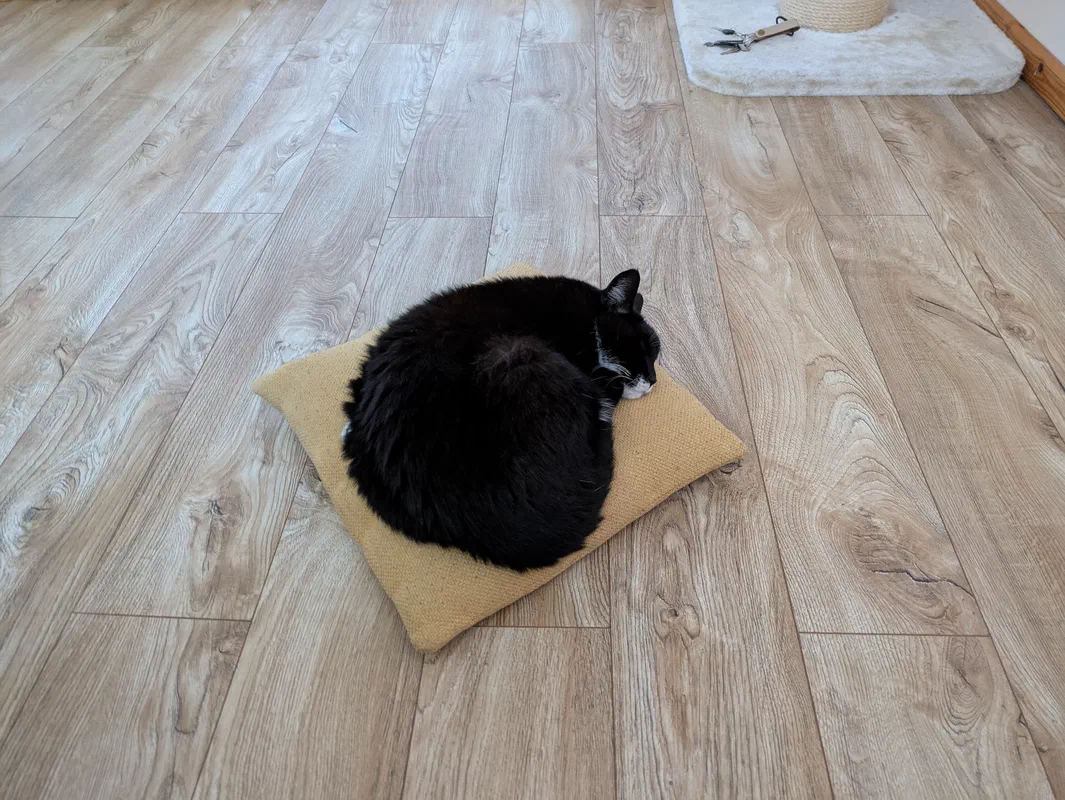 Cat picture of the day