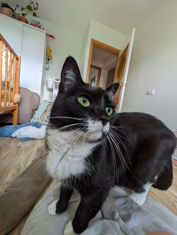 Cat picture of the day