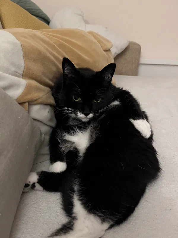 Cat picture of the day