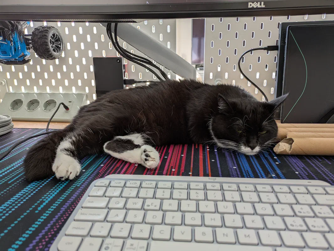 Cat picture of the day