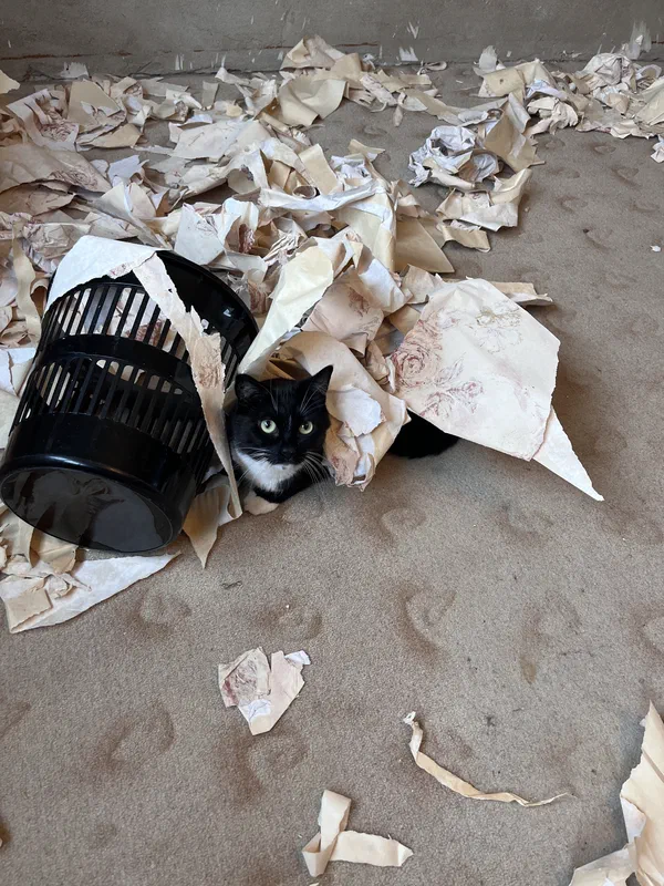 Cat picture of the day