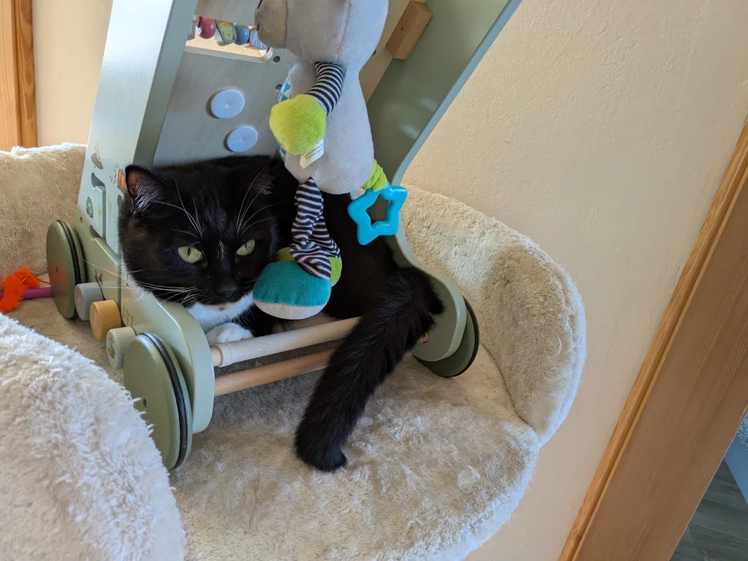 Cat picture of the day