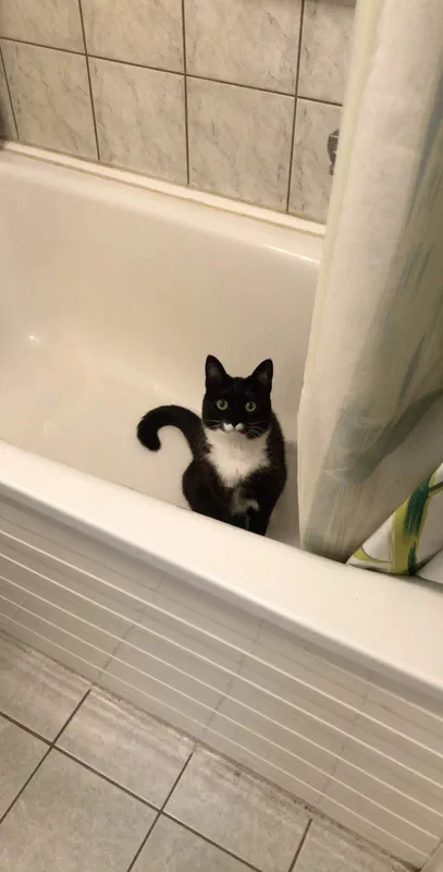 Cat picture of the day