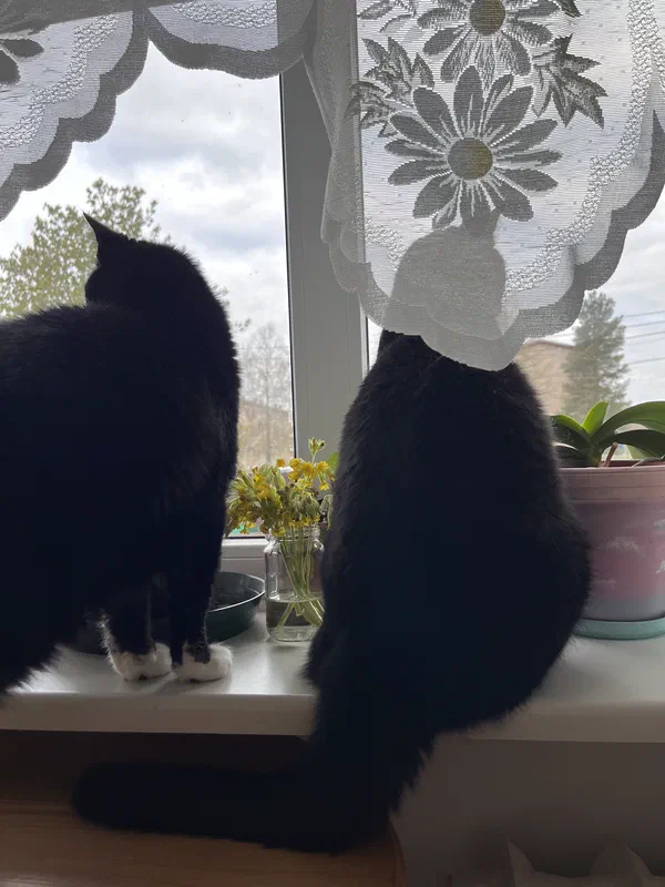 Cat picture of the day