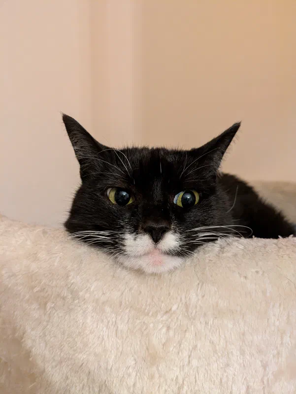 Cat picture of the day