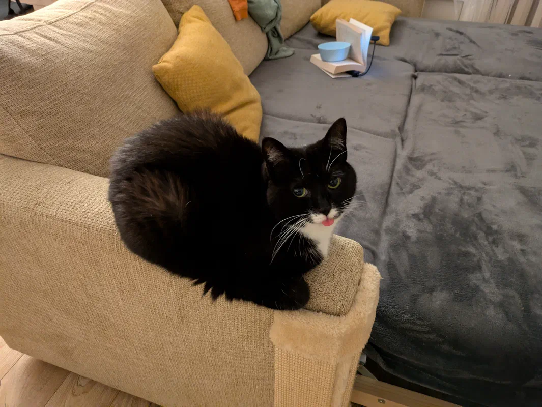 Cat picture of the day