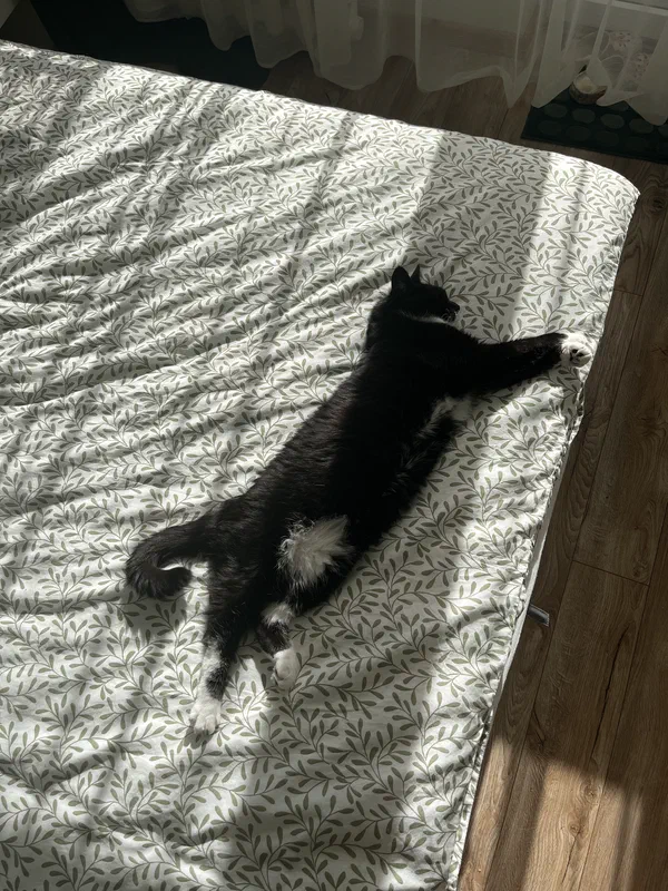 Cat picture of the day