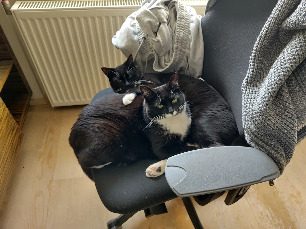 Cat picture of the day