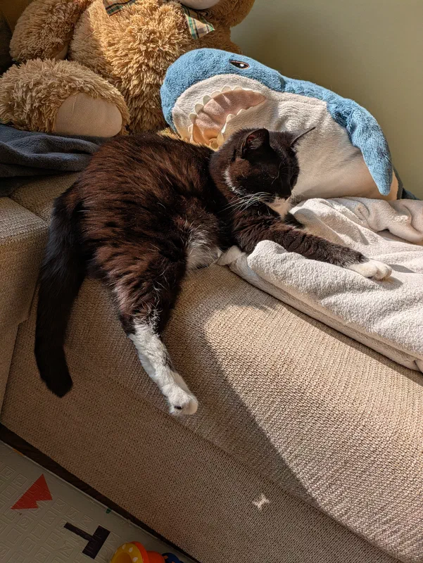 Cat picture of the day