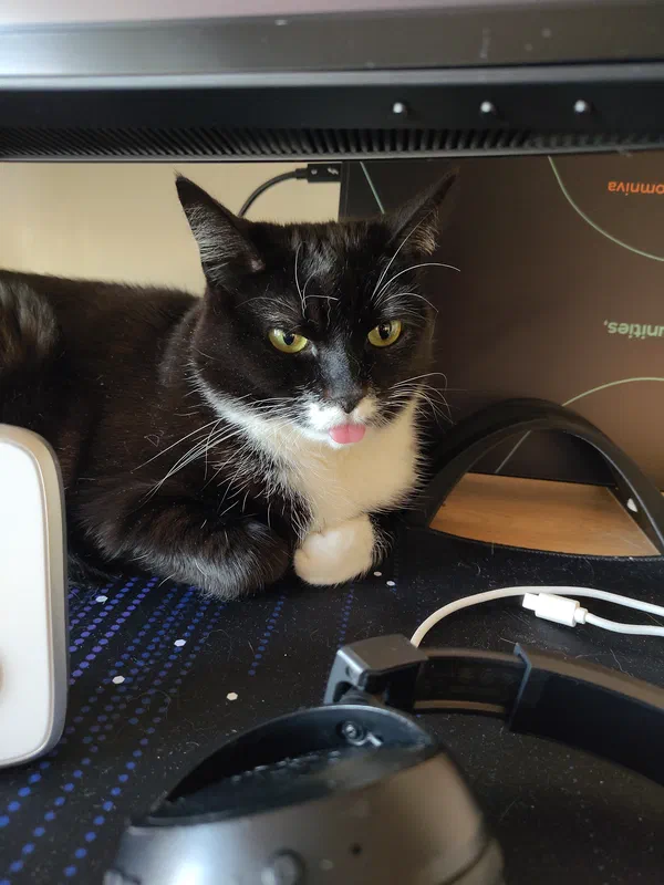 Cat picture of the day