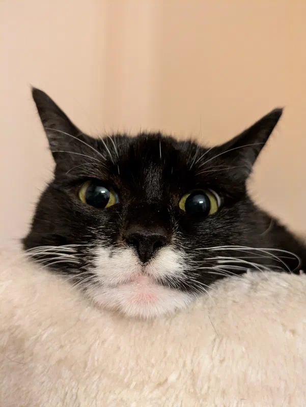 Cat picture of the day