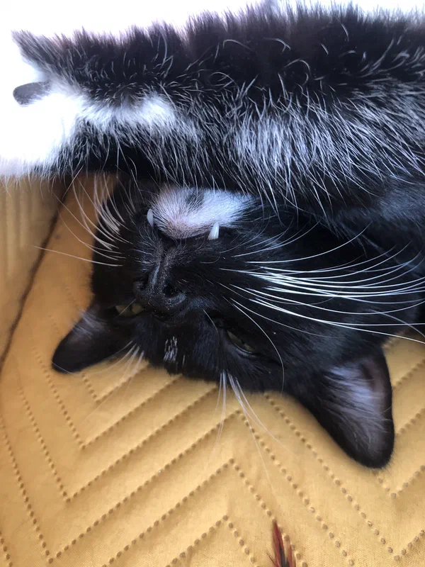 Cat picture of the day
