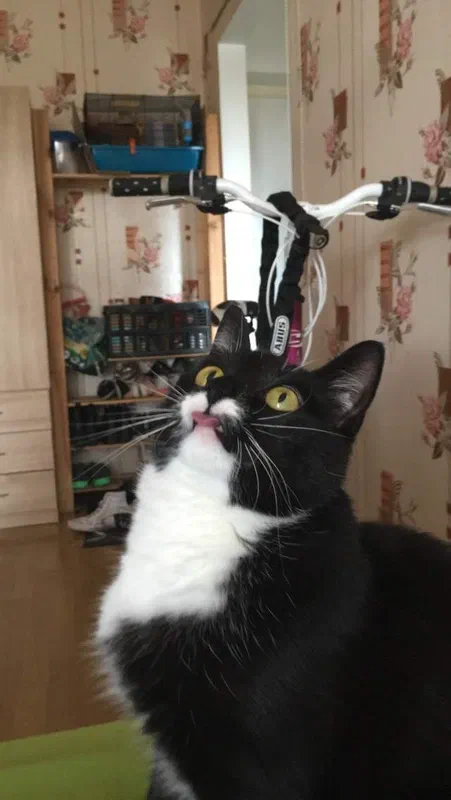 Cat picture of the day