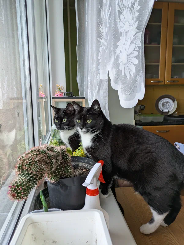 Cat picture of the day