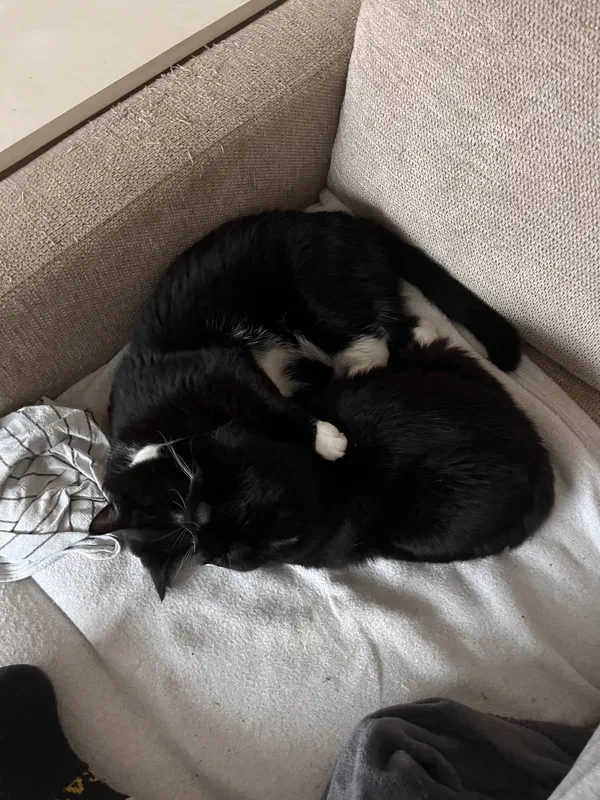 Cat picture of the day