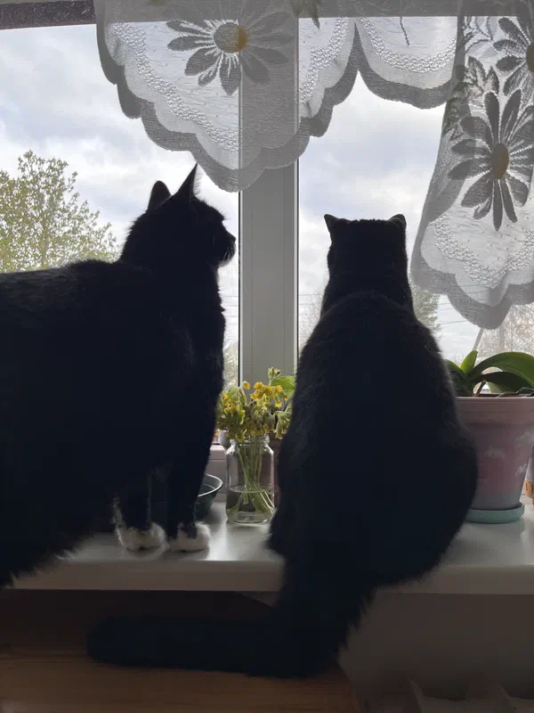 Cat picture of the day