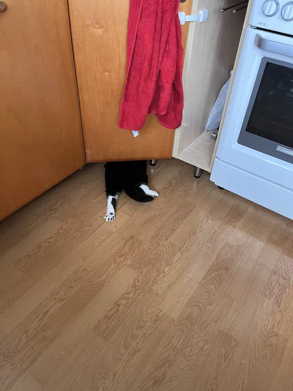 Cat picture of the day