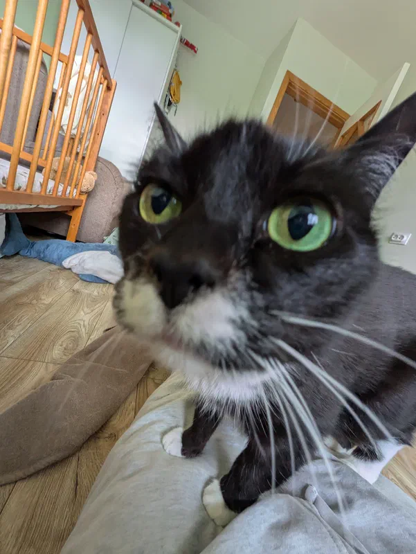 Cat picture of the day