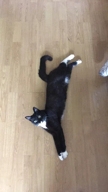 Cat picture of the day