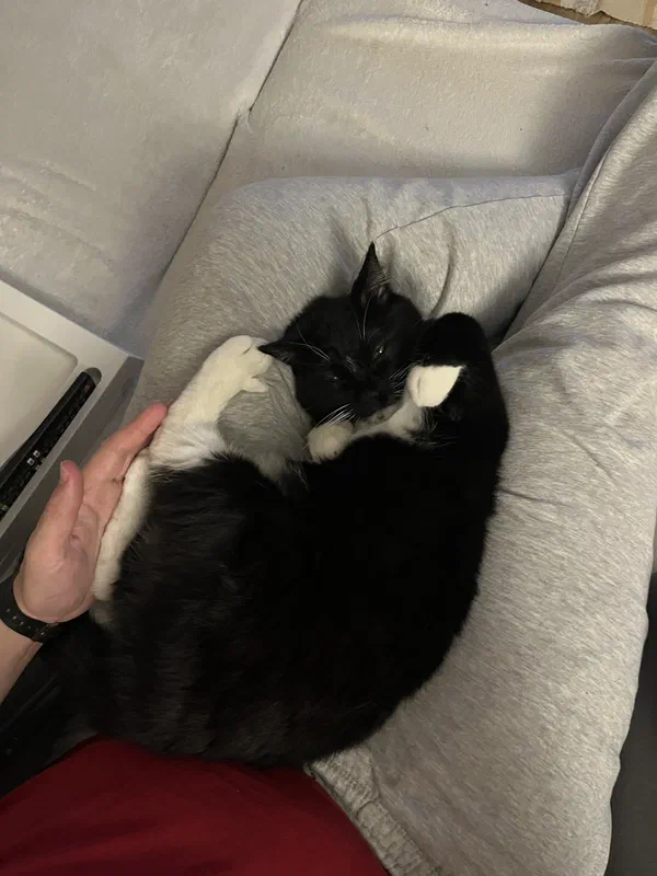 Cat picture of the day