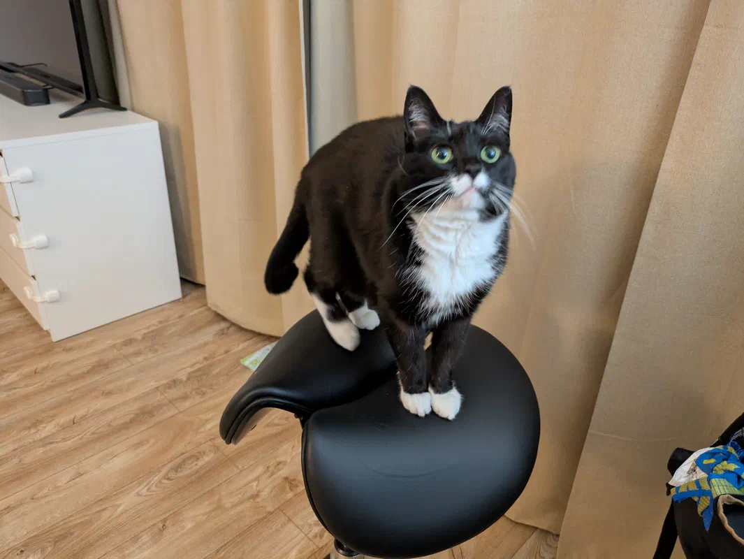 Cat picture of the day