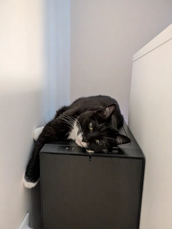 Cat picture of the day