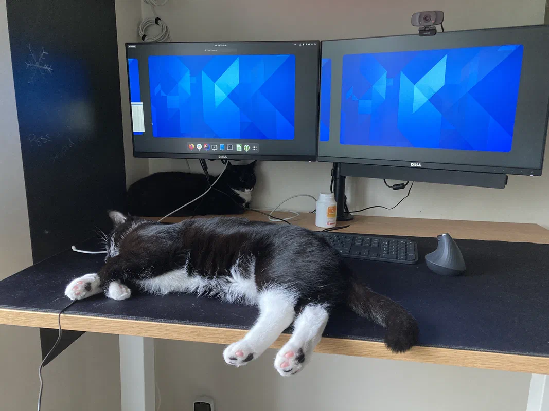 Cat picture of the day