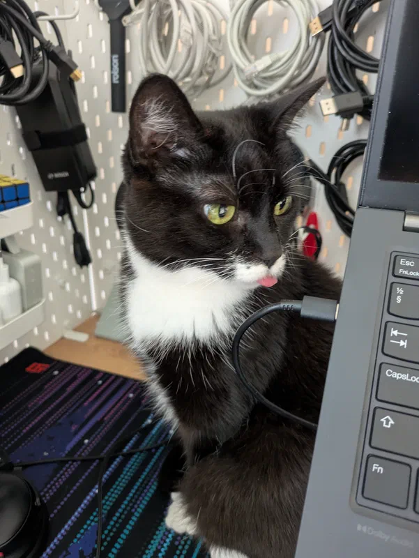 Cat picture of the day