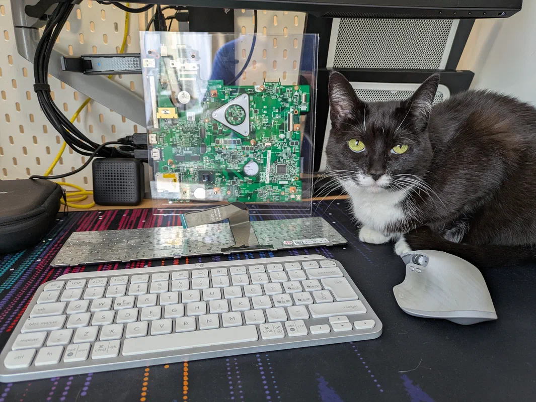Cat picture of the day