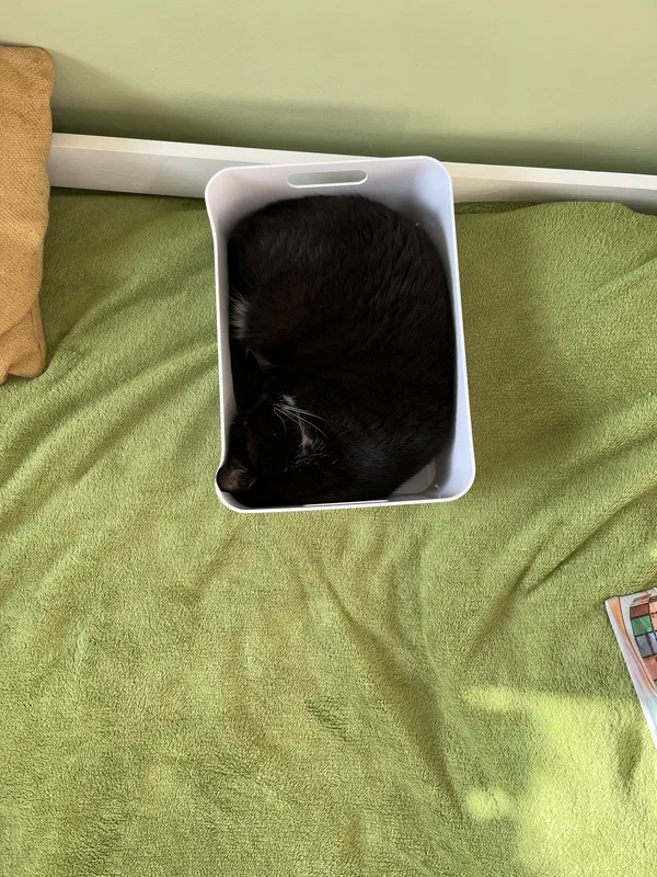Cat picture of the day