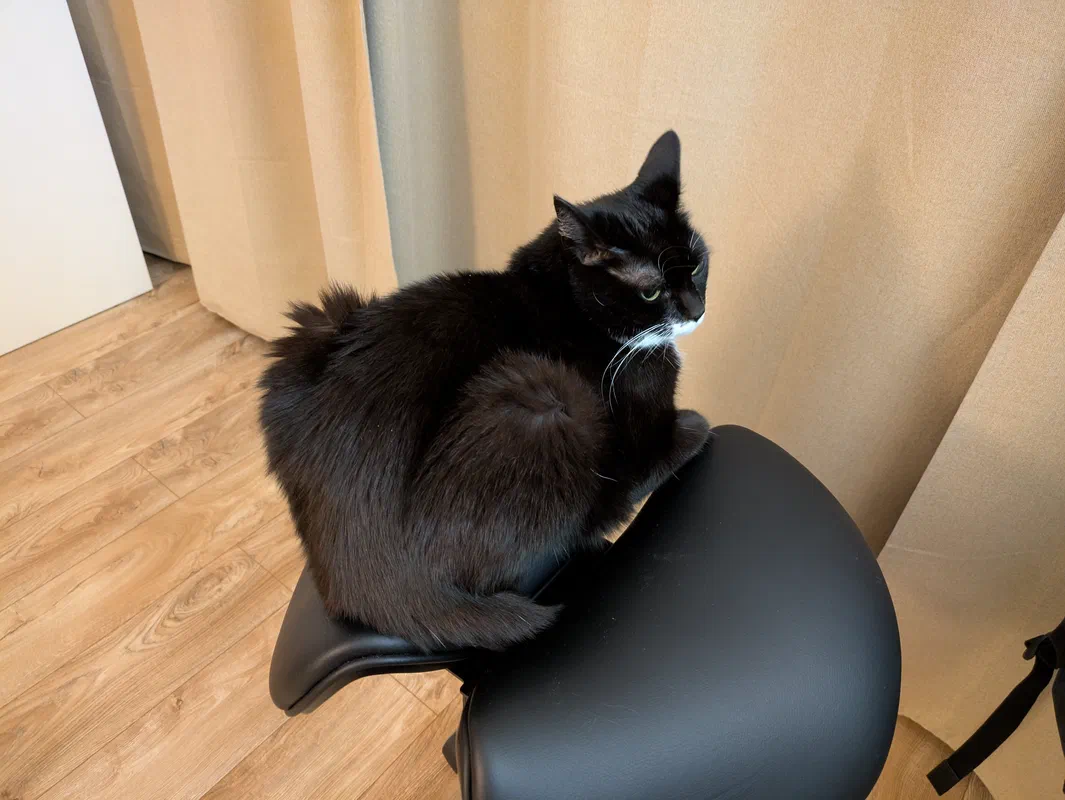 Cat picture of the day