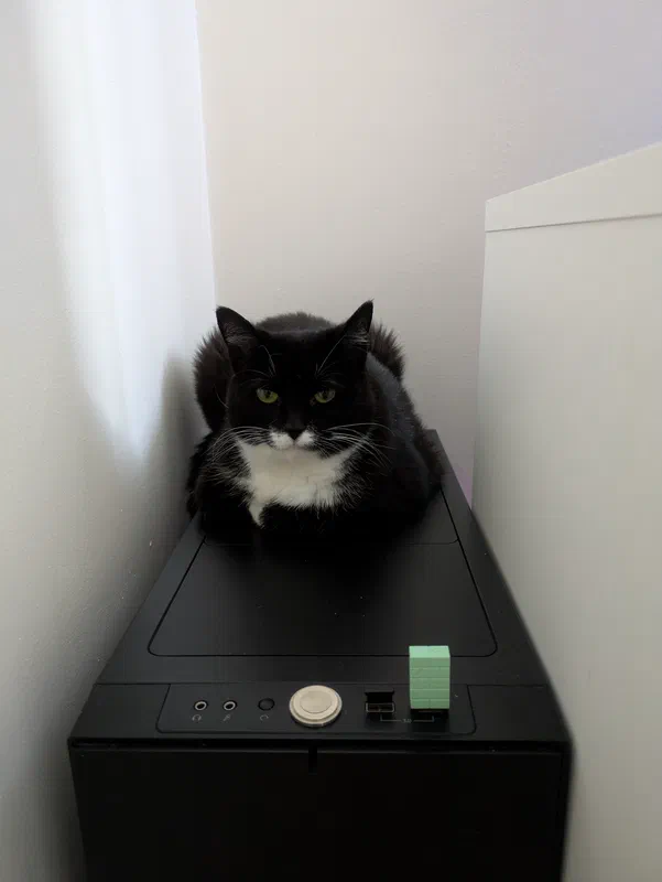 Cat picture of the day