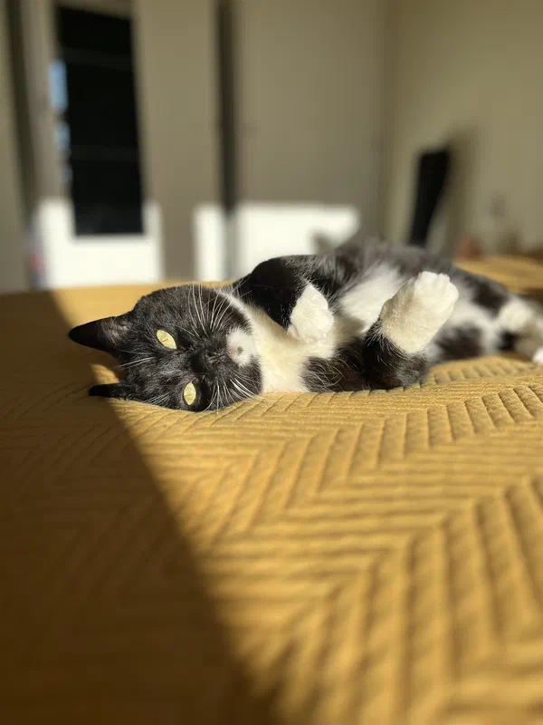Cat picture of the day