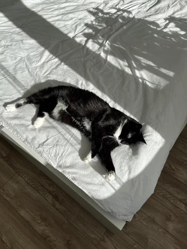 Cat picture of the day