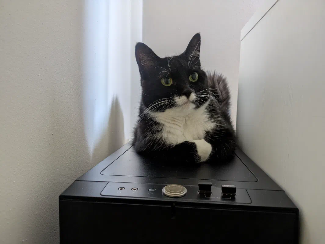 Cat picture of the day