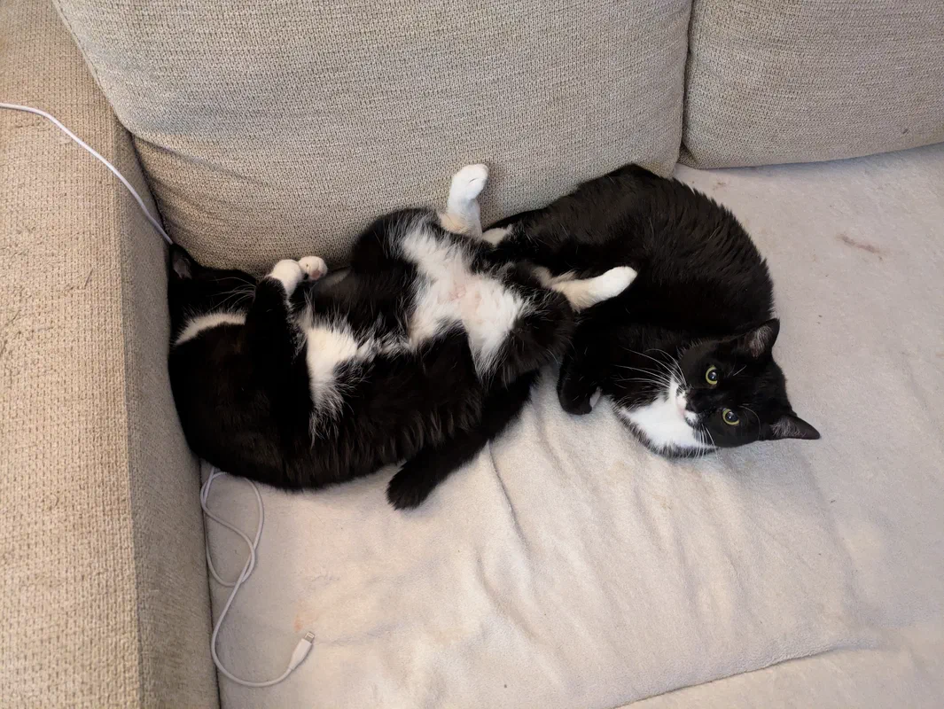 Cat picture of the day